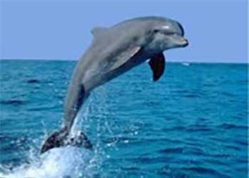 dolphin